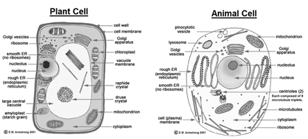 Image result for animals cell diagram